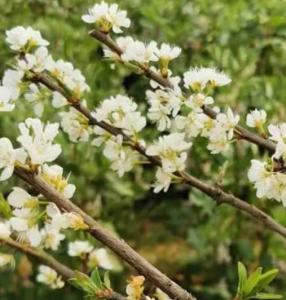 李子开花在什么季节？