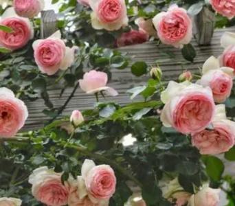 沙龙宝石什么季节开花？