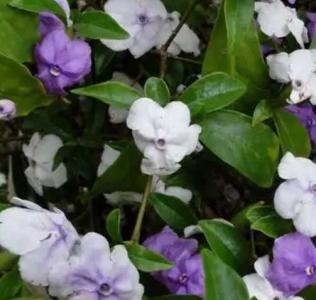 鸳鸯茉莉什么季节开花？