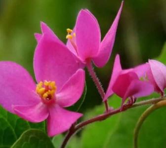 珊瑚藤什么季节开花？