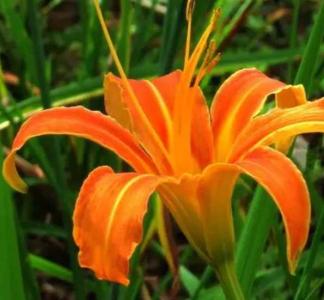 金针花什么季节开花？