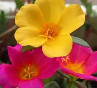 太阳花在什么季节开花？