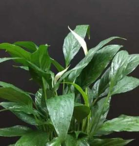 什么草开花在什么季节开花?