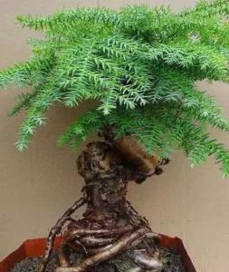 澳洲杉什么季节开花?