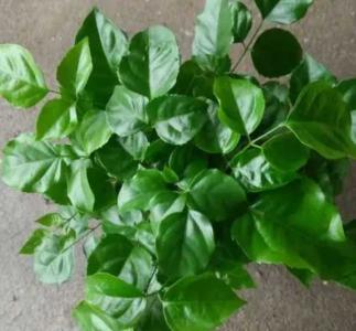 绿宝什么季节会开花？