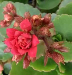 朱莲什么季节开花?