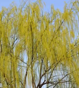 柳树什么季节开始开花?