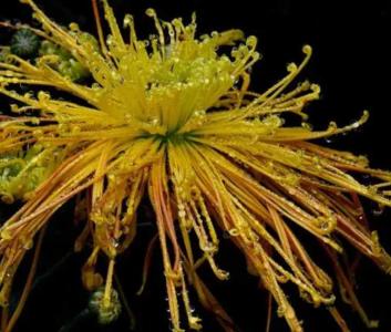 金丝菊什么季节开花?