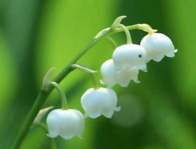 白铃兰什么季节开花?