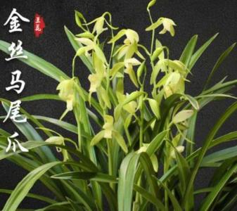 金丝马尾什么季节开花？