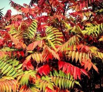 椿什么季节发芽开花？