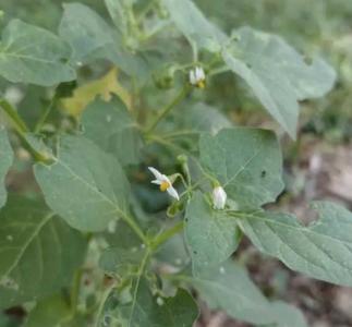龙葵什么季节开花的？