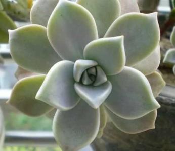 石莲花什么季节开花？