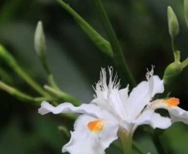 风尾花什么季节开花？