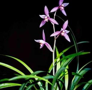 什么季节兰花开花?