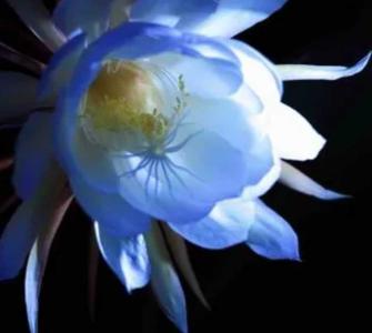 昙花什么季节开花?