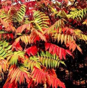 椿树在什么季节开花?
