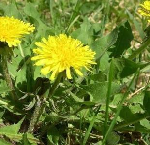 野生蒲公英什么季节开花?