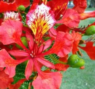 猫爪什么季节开花的?