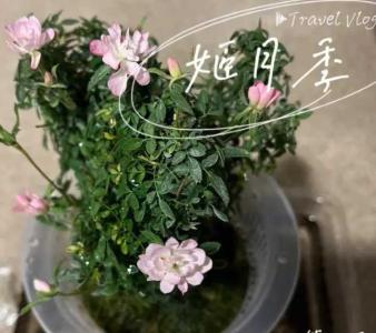 姬月季什么季节开花?
