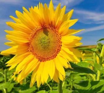向日揆什么季节开花?
