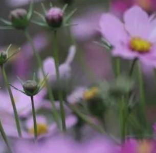 桑花什么季节开花?