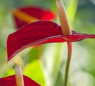 石头花什么季节开花?