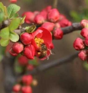 铁杆海棠什么季节开花?