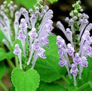 这个季节什么莱开花?
