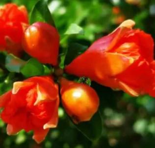 榴花照眼什么季节开花？