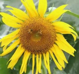 飘香葵什么季节开花？