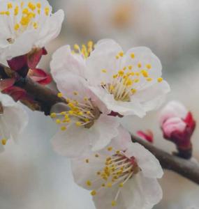 山杏树什么季节开花？