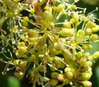 葡萄什么季节开花最好？