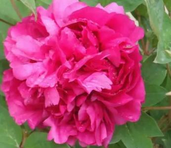 草牡丹什么季节开花？