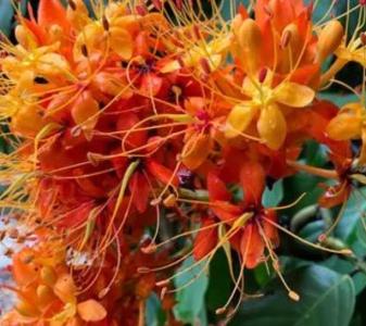 无忧花什么季节开花？