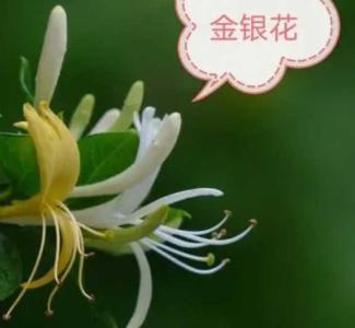 辛夷在什么季节开花？