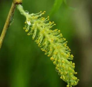 杨柳花什么季节开花？