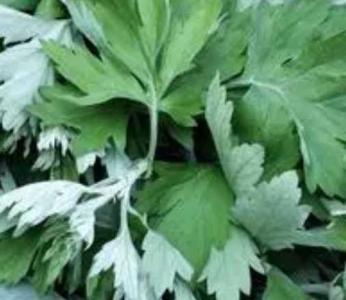 艾叶是什么季节开花？