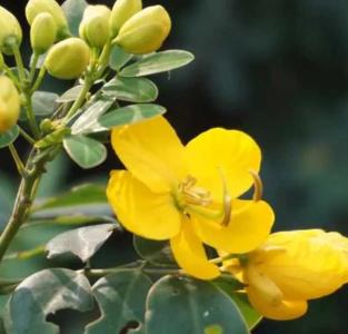 决明什么季节开花？
