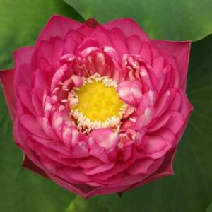 流莲什么季节开花?