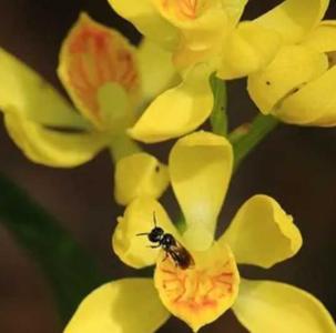 钓鱼兰花什么季节开花?