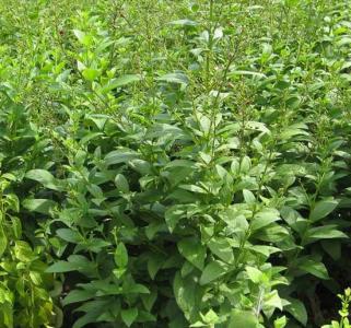 玄参什么季节开花的?