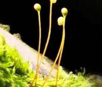 苔花什么季节开花?