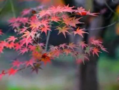 枫林花海什么季节开花?
