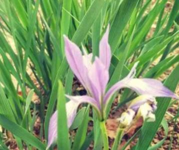 马蔺花什么季节开花?