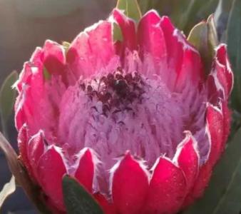 帝皇花什么季节开花