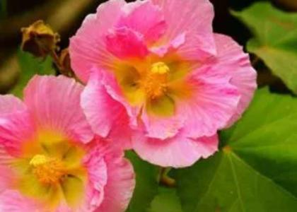 木芙蓉什么季节开花?