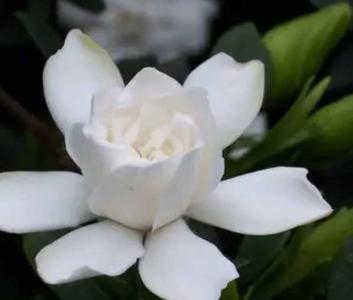 稚子花什么季节开花？
