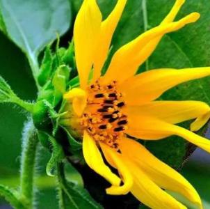 日葵什么季节开花？