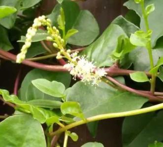 野三七什么季节开花？